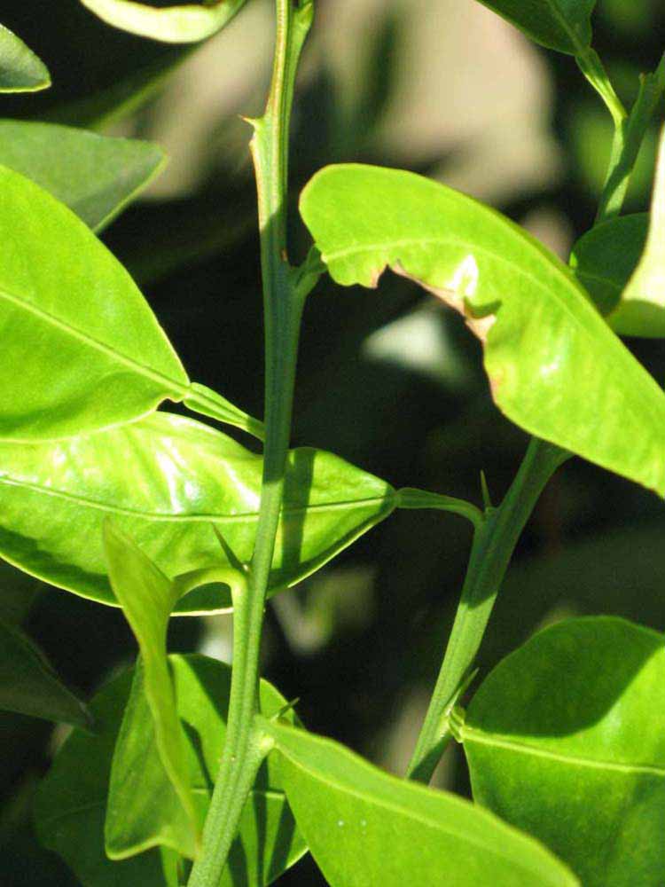            First year twig (Winter Haven, FL)   